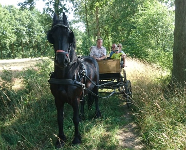 Foto von einer Pferdekutsche auf einem Waldweg